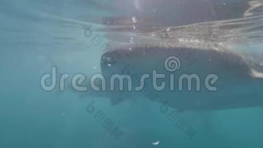野生鲸鲨在浮潜者中游泳，在透明的海水中吃浮游生物。 鲸鲨在海洋中游动